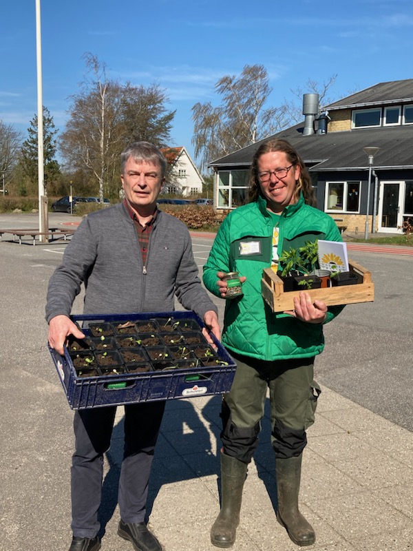 GladeHaver forbereder til solsikkeshowet ved Svend Gønge Skolen i Lundby.