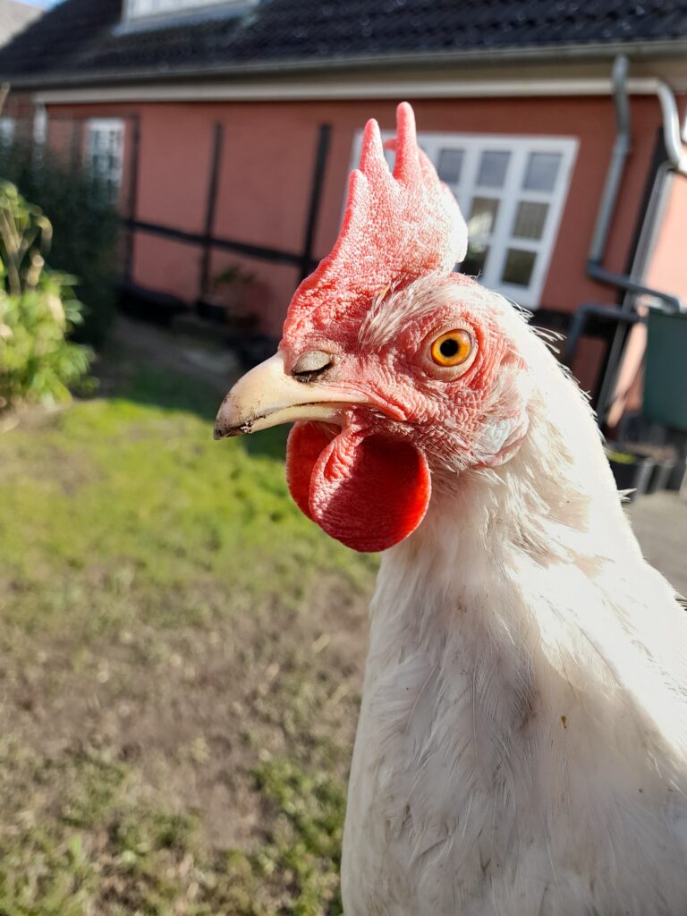 En glad høne fra daværende hønsehus hos GladeHaver Havearbejde i Snertinge på Sydsjælland.